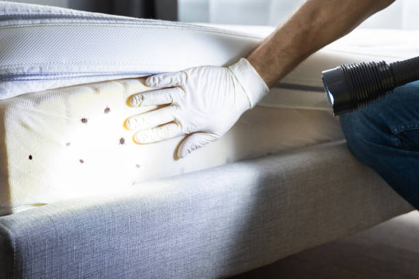 Best Mosquito Control Services  in Winchester, MO