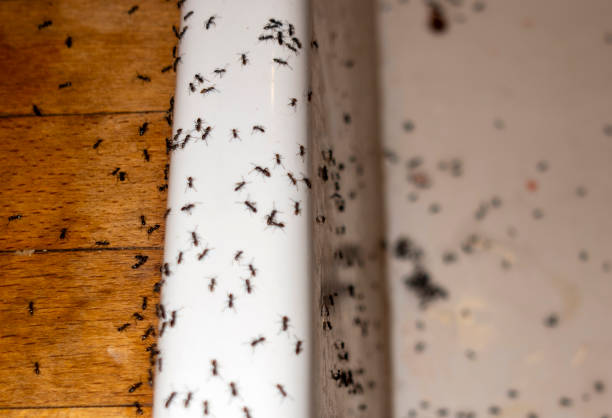 Best Affordable Pest Control Services  in Winchester, MO