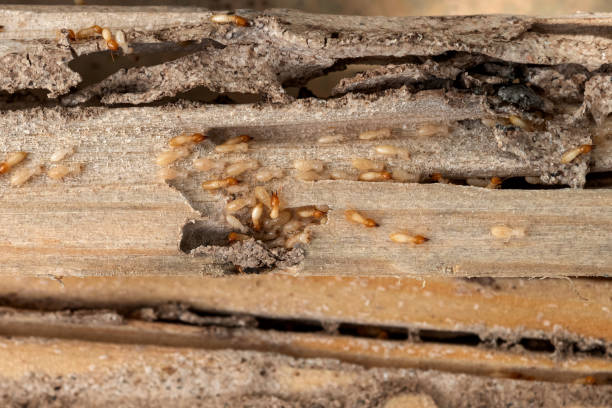 Best Wasp Removal Services  in Winchester, MO